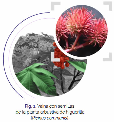 1 biocarbon