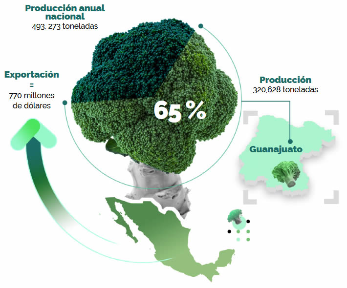 2 residuos brocoli