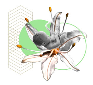 aspectos organicos 4