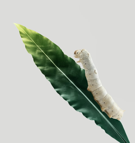 gusano de seda